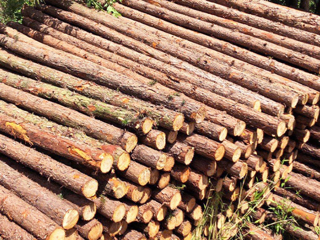 杉木樁的自身品質受哪些因素影響
