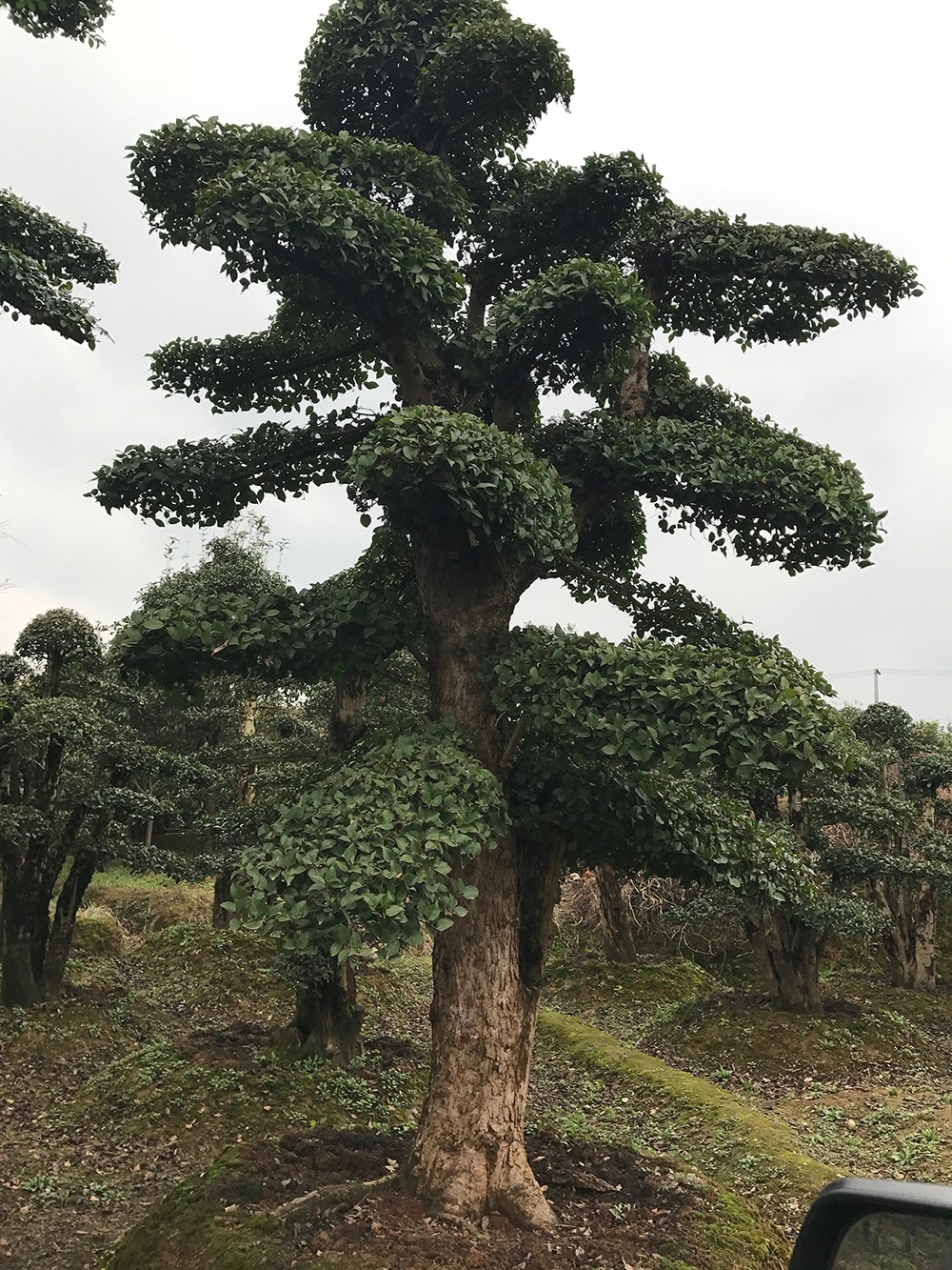 中国前四大园林城市，绿化率都超过40，只有一座城市属北方