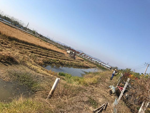 芜湖水稻种植