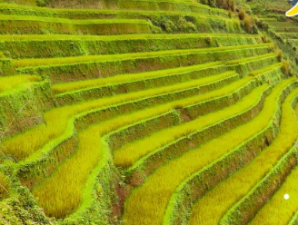 水稻种植区域的地形和气候特点