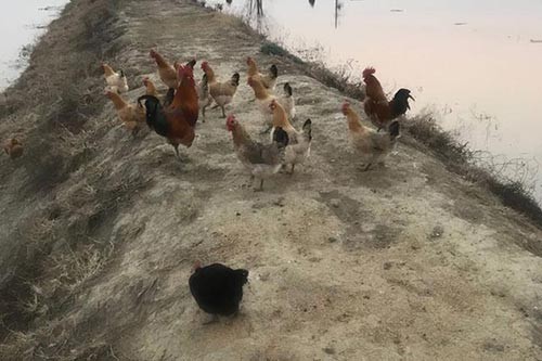 農(nóng)家土雞