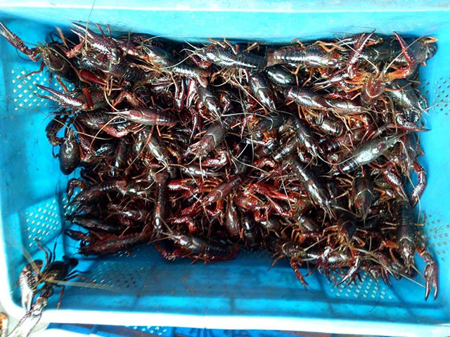 原生态大龙虾