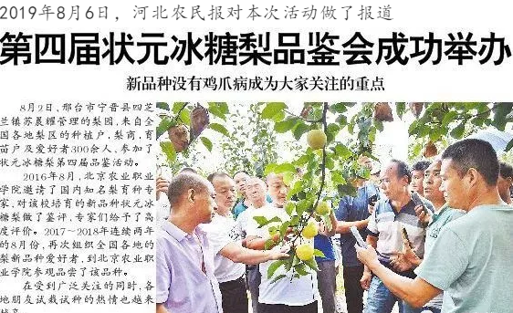 状元冰糖梨 种苗 状元冰糖梨 种苗