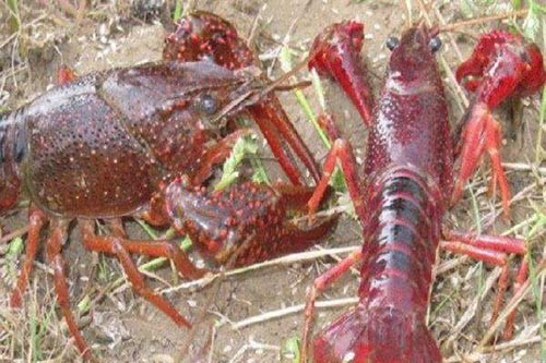 生態(tài)小龍蝦：綠色養(yǎng)殖美食新風(fēng)尚