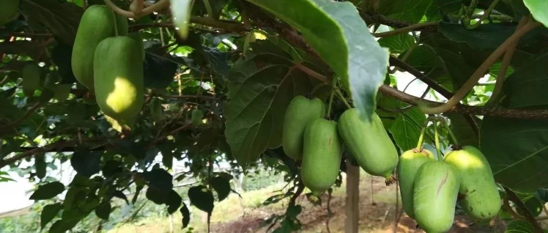 軟棗獼猴桃經濟價值、適應性及高效經營技術