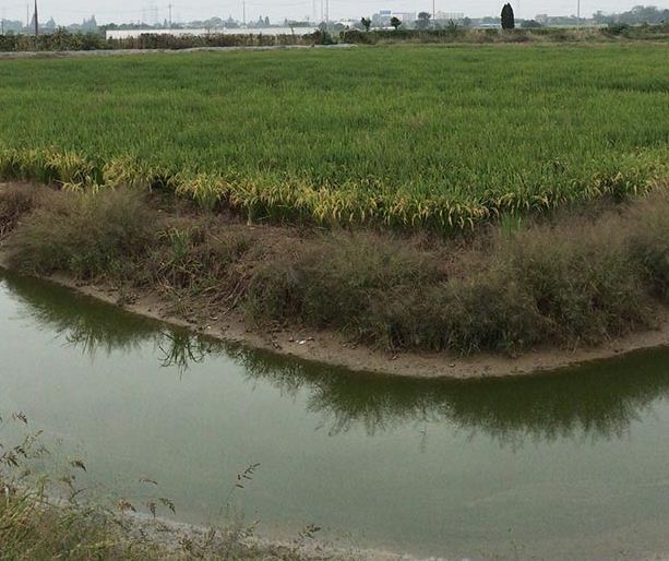 中国发展水稻种植业的优势条件是什么