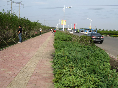 哈尔滨市呼兰区学院路绿化工程