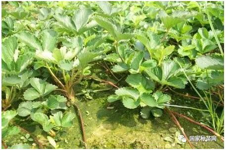 草莓种植知识及栽培技术