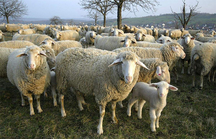 育肥羊飼料配方 育肥羊怎么喂長得快？