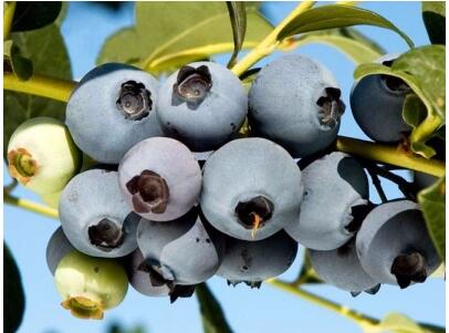 奥尼尔蓝莓 种苗