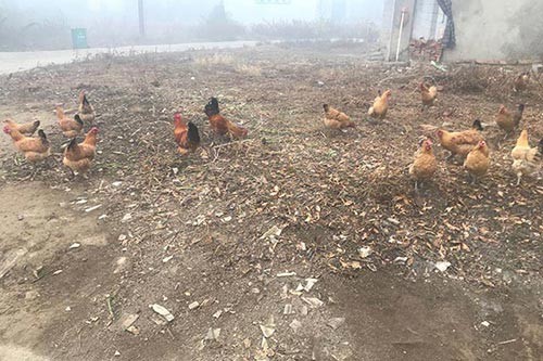 合肥土鸡苗谈谈土鸡饲料的种类