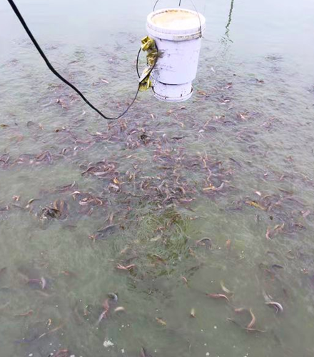 益阳鳝鱼养殖技术