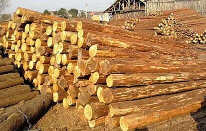 上海杉木桩的木材热处理工艺