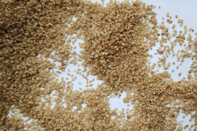沙米是什么米   有哪些营养价值