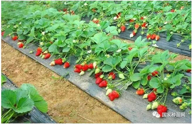草莓种植知识及栽培技术