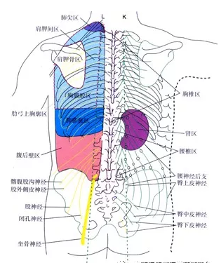 有关举行“针刀医治皮下组织痛疼临床运用与尸体解剖  进修班”的通告