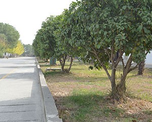 廠區(qū)一角