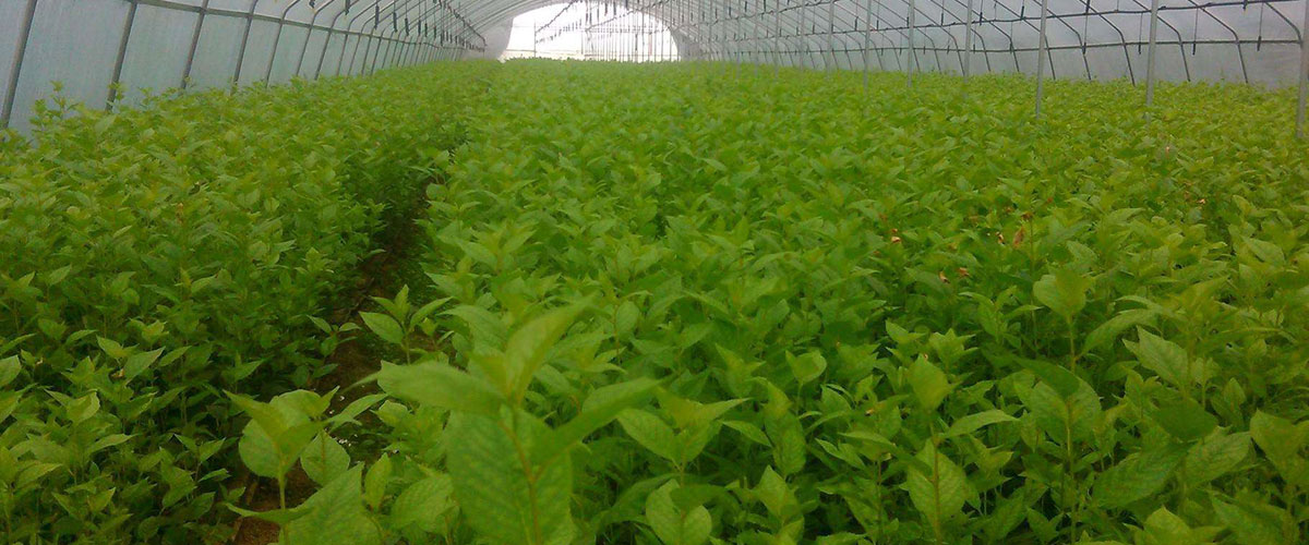 树苗种植基地