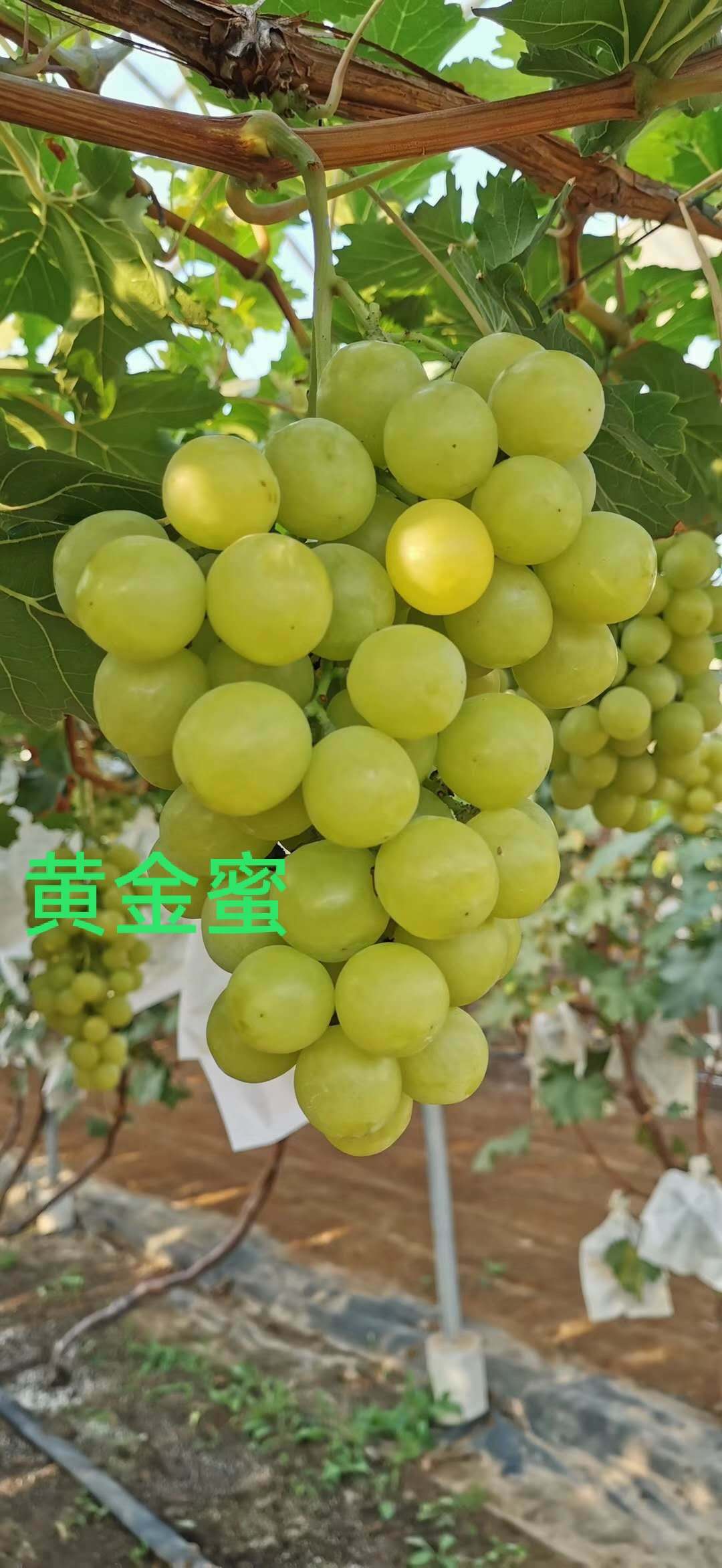 黄金蜜葡萄种苗