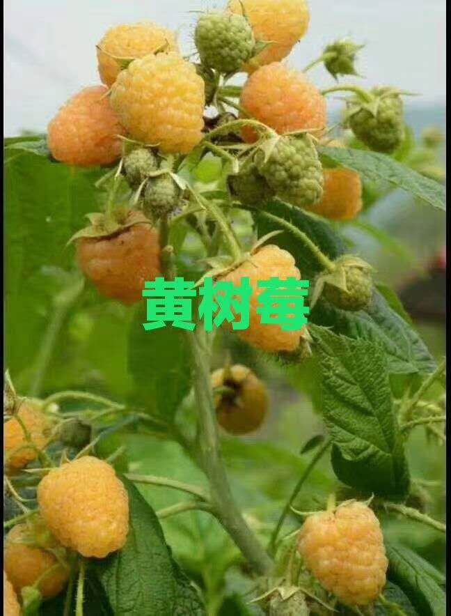 黄树莓 种苗