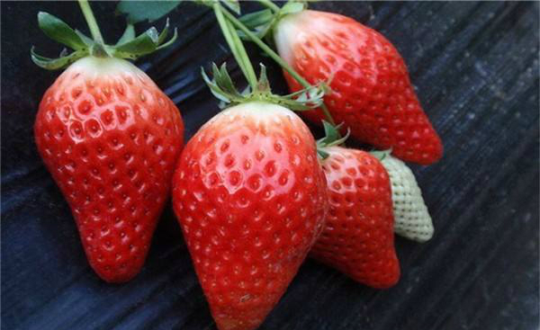 法兰地草莓 种苗
