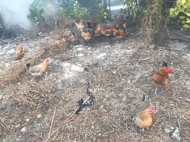 芜湖农家土鸡