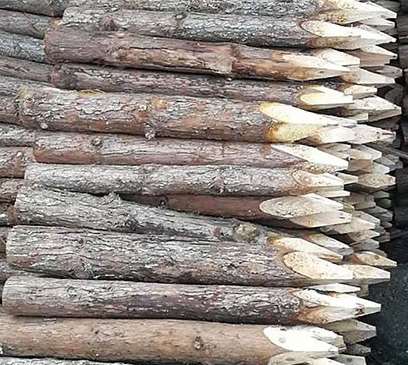 杉木桩的生产加工标准