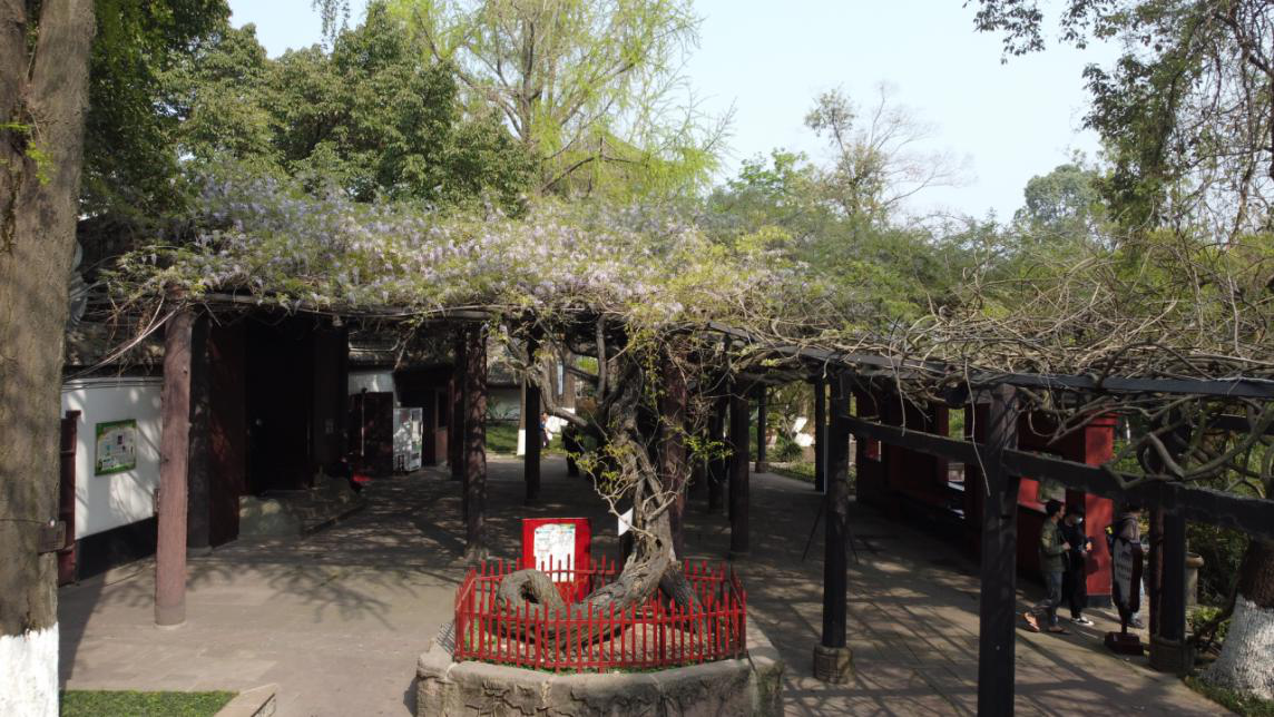 春天来了，到成都市新都区升庵桂湖看紫藤