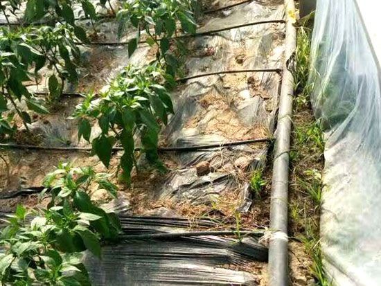 凤县滴灌带值得信赖