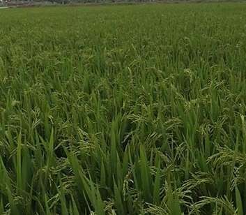 淮南研究水稻种植的关键事项