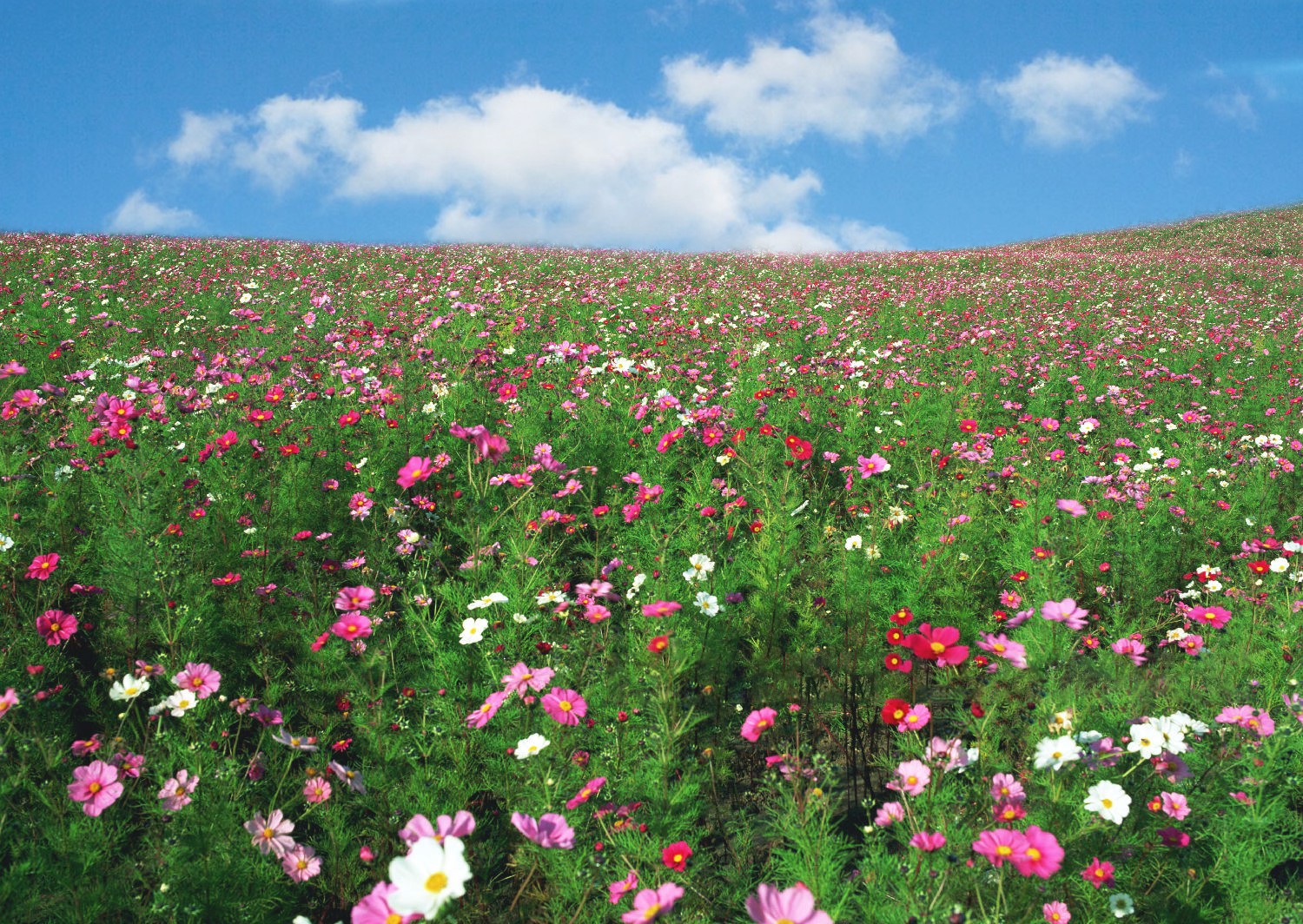 南方野花组合花种