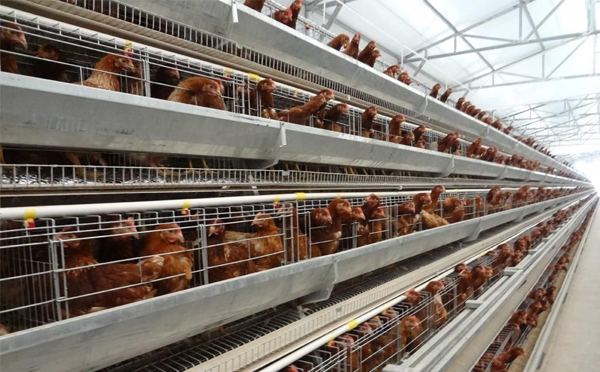 如何运用我们的养殖设备如何科学养鸡