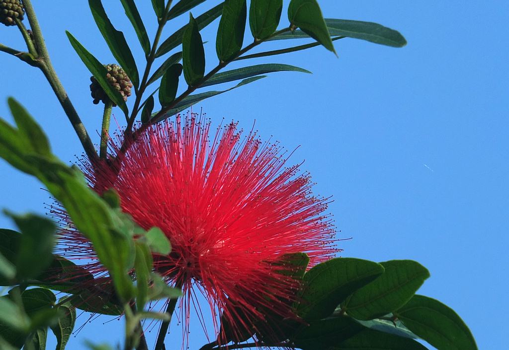 花种基地是如何进行花种培育的