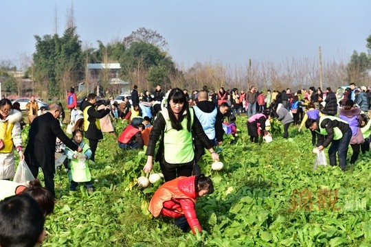 云桥圆根萝卜采摘节 品尝快“萝”的味道
