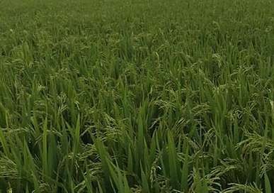水稻种植的叶尖发黄是由什么原因造成的