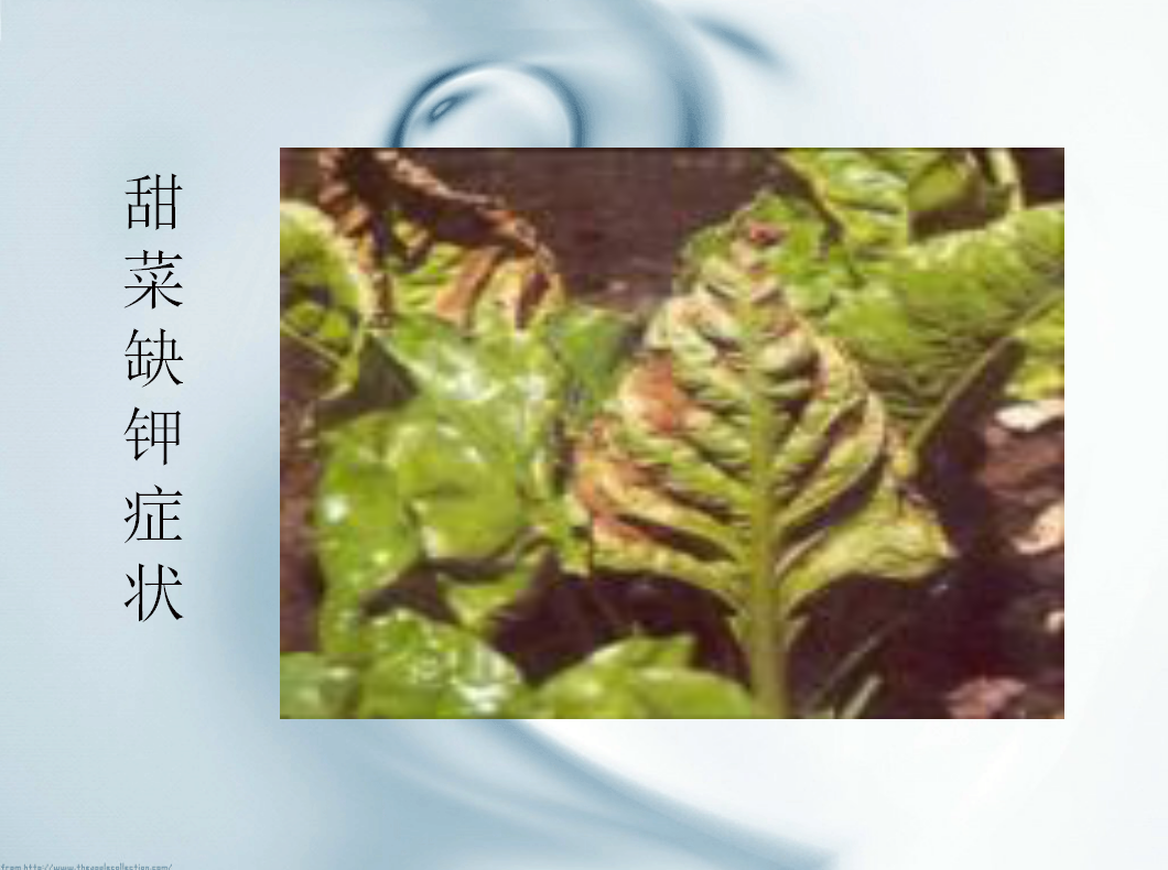 甜菜病虫害防治