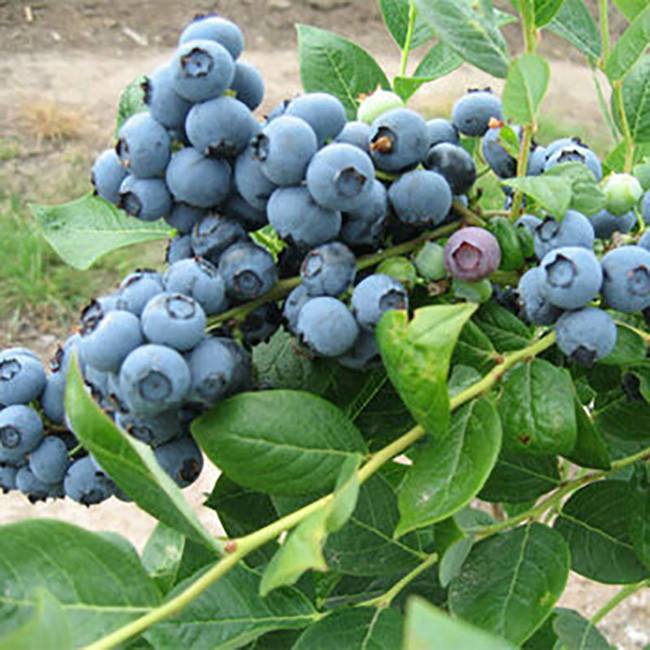 杜克蓝莓 种苗