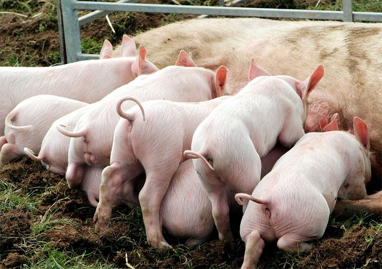 農業農村部獸醫局負責人就沈陽市沈北新區 發生非洲豬瘟疫情答