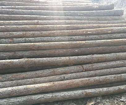 杉木桩的种植规范要点和选购事项