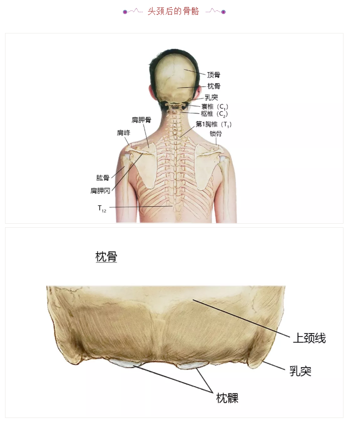 27张高清解剖图——头、面、颈部骨骼及肌肉 赶紧收藏吧！
