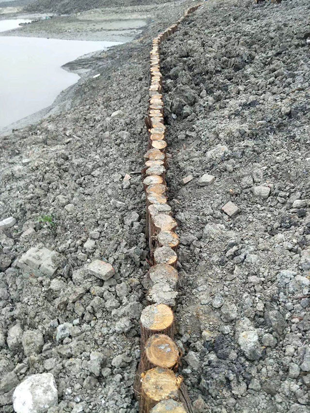 河道木桩应用