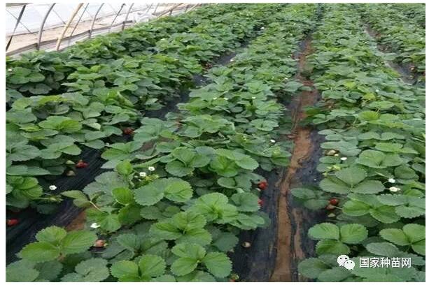 草莓苗繁殖方式及选择技巧