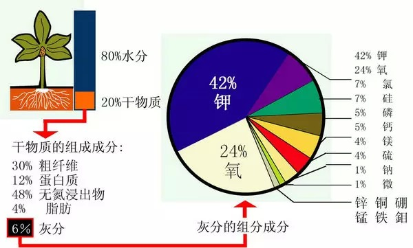 植物生長所需的條件和必要元素