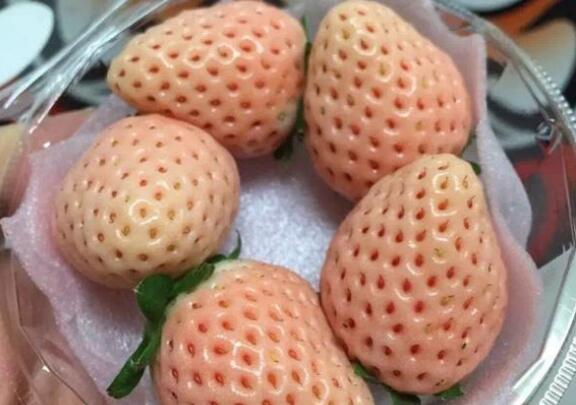 白雪公主草莓 種苗