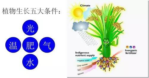 植物生长所需的条件和必要元素