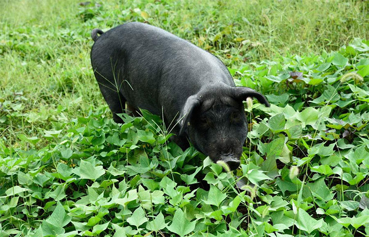 黑猪养殖方法 关键掌握五要点