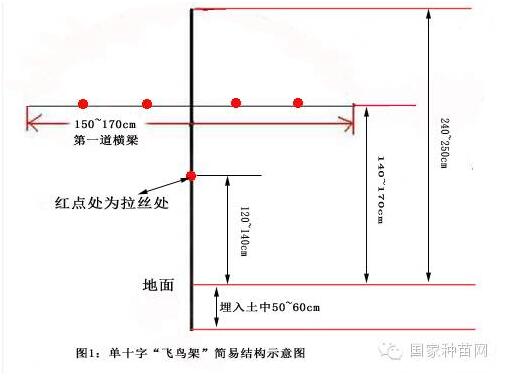 葡萄园建设之架型、架势选择