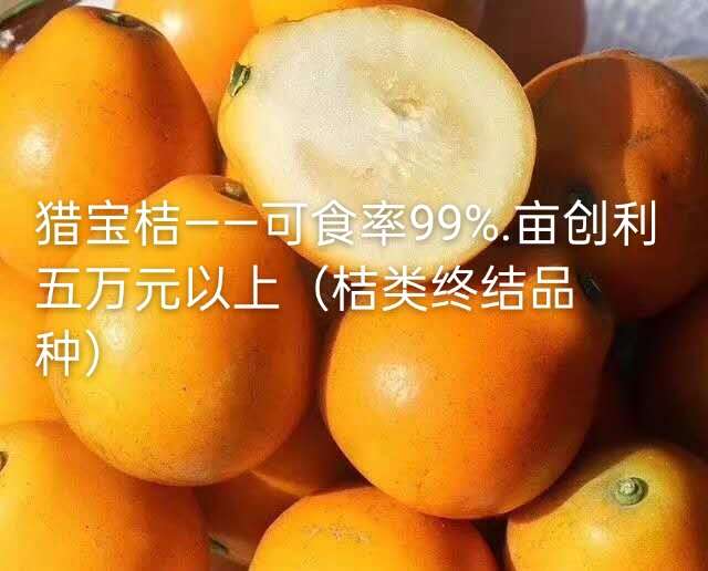 猎宝桔早结果高产优质栽培管理技术