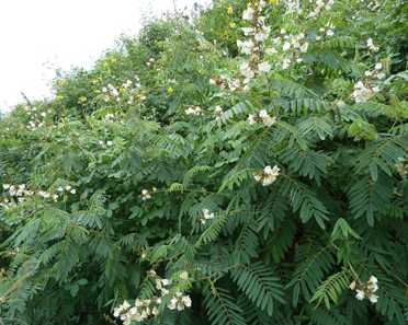 黔西南花种厂家质优价廉