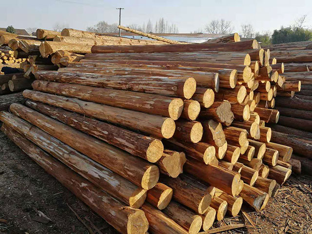常州杉木桩可用于边坡治理